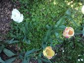 ipad-19-05-2015-124.jpg