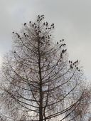 k-iphone-17-06-2015-092.jpg