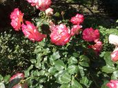 ipad-14-09-2015-025.jpg