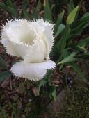 iphone-17-06-2015-106.jpg